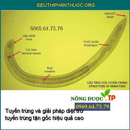 Tuyến trùng và giải pháp diệt trừ tuyến trùng tận gốc hiệu quả cao