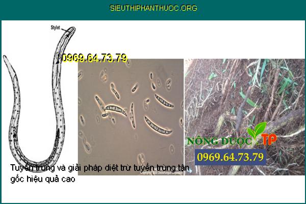 Tuyến trùng và giải pháp diệt trừ tuyến trùng tận gốc hiệu quả cao