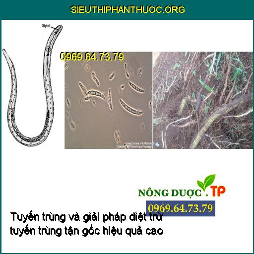 Tuyến trùng và giải pháp diệt trừ tuyến trùng tận gốc hiệu quả cao