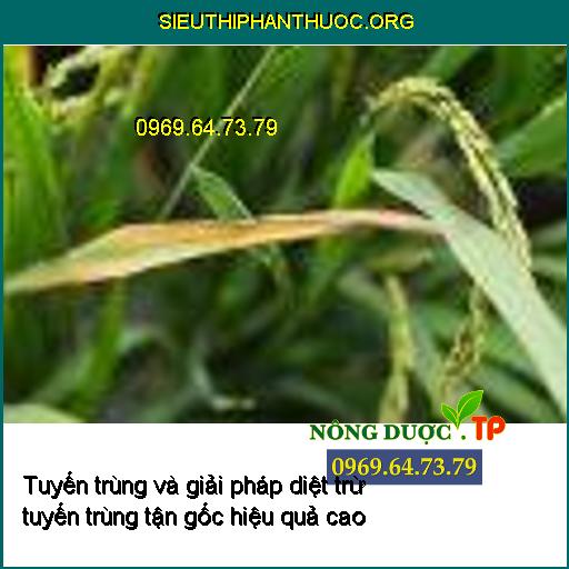 Tuyến trùng và giải pháp diệt trừ tuyến trùng tận gốc hiệu quả cao