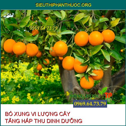 VI LƯỢNG