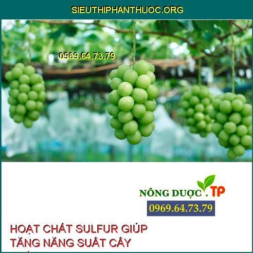 HOẠT CHẤT SULFUR