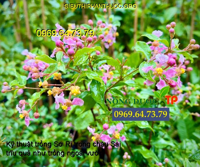 Kỹ thuật trồng Sơ Ri trong chậu Sai trĩu quả như trồng ngoài vườn ...