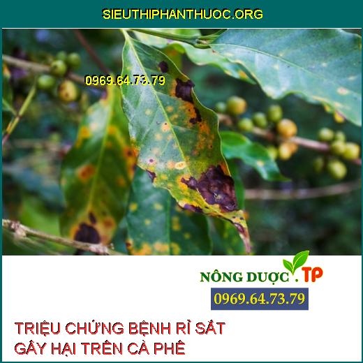 rỉ sắt trên cà phê