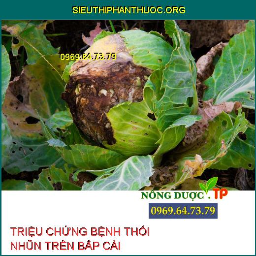 BỆNH THỐI NHŨN BẮP CẢI