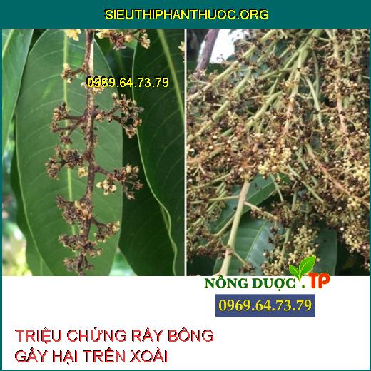 RẦY BÔNG HẠI XOÀI