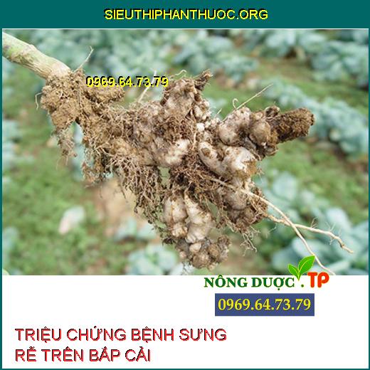 BỆNH SƯNG RỄ