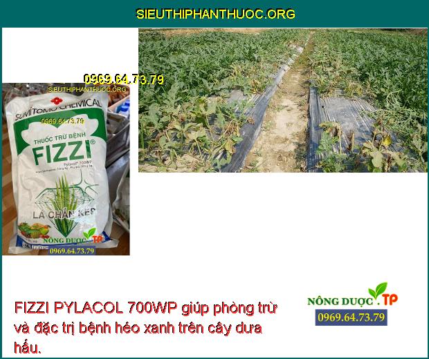 FIZZI PYLACOL 700WP giúp phòng trừ và đặc trị bệnh héo xanh trên cây dưa hấu.