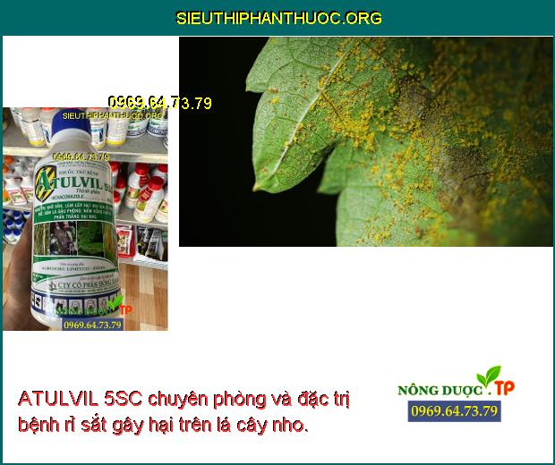 ATULVIL 5SC chuyên phòng và đặc trị bệnh rỉ sắt gây hại trên lá cây nho.