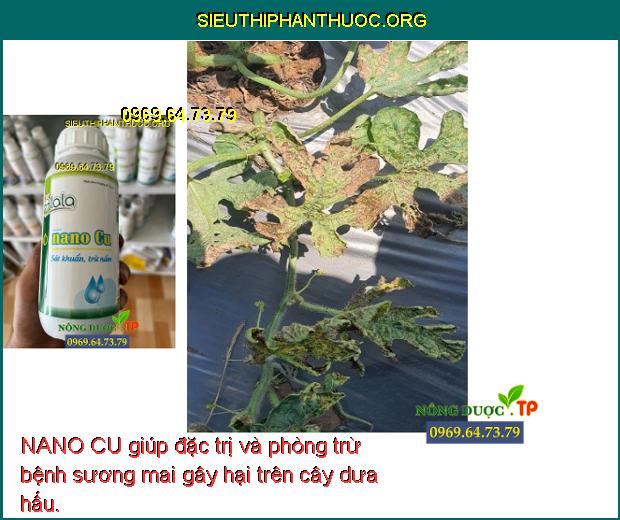 NANO CU giúp đặc trị và phòng trừ bệnh sương mai gây hại trên cây dưa hấu.