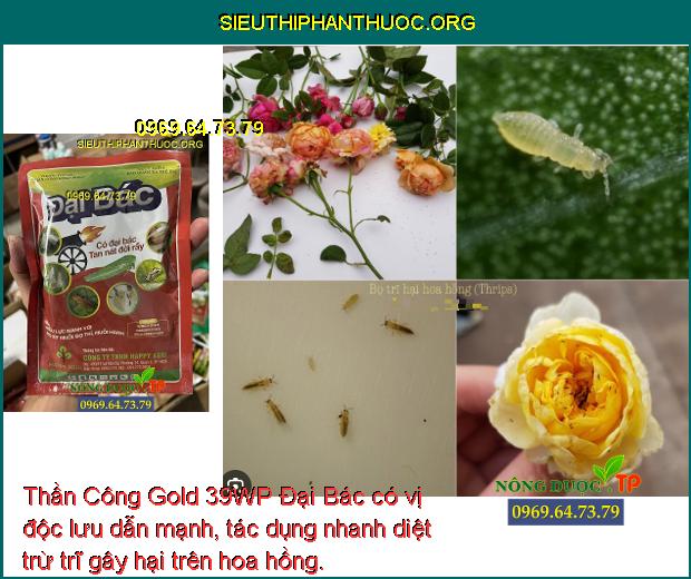 Thần Công Gold 39WP Đại Bác