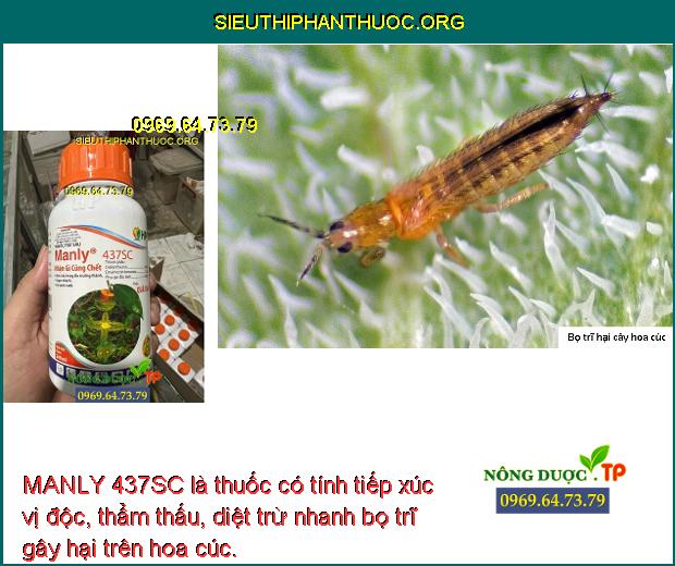 MANLY 437SC là thuốc có tính tiếp xúc vị độc, thẩm thấu, diệt trừ nhanh bọ trĩ gây hại trên hoa cúc.