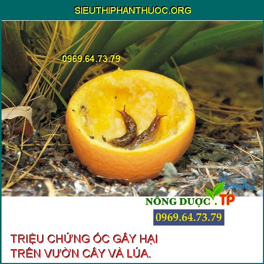 ỐC GÂY HẠI