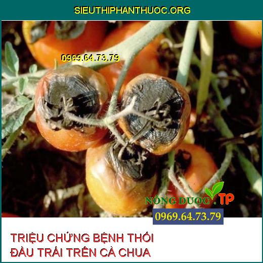 THỐI ĐẦU TRÁI