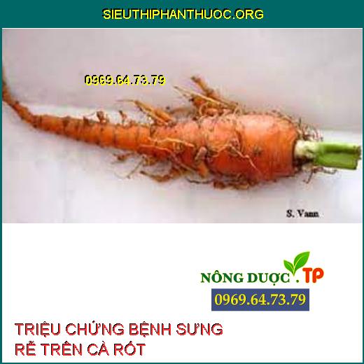 BỆNH SƯNG RỄ