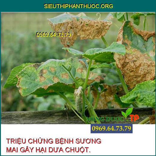 SƯƠNG MAI DƯA CHUỘT