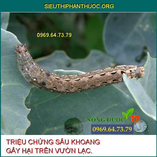 SÂU KHOANG GÂY HẠI TRÊN LẠC