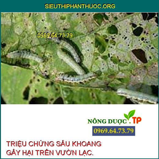 SÂU KHOANG GÂY HẠI TRÊN LẠC