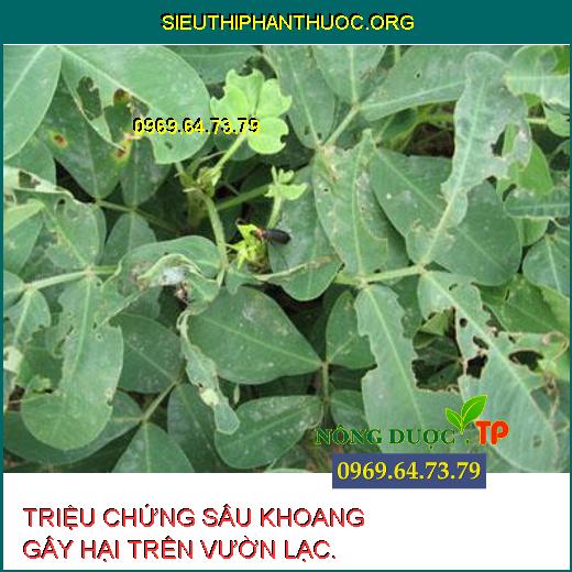 SÂU KHOANG GÂY HẠI TRÊN LẠC