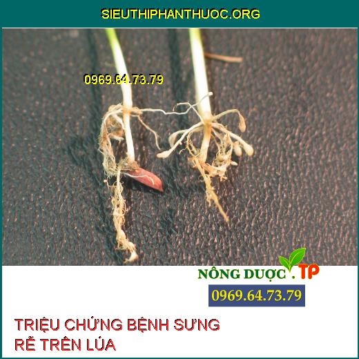 BỆNH SƯNG RỄ