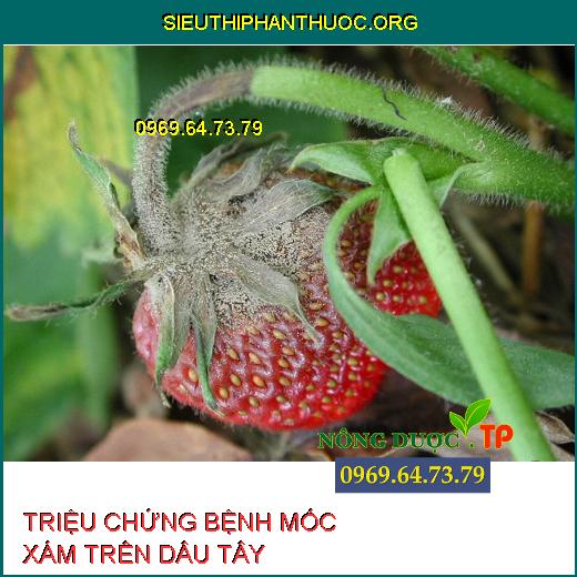 BỆNH MỐC XÁM