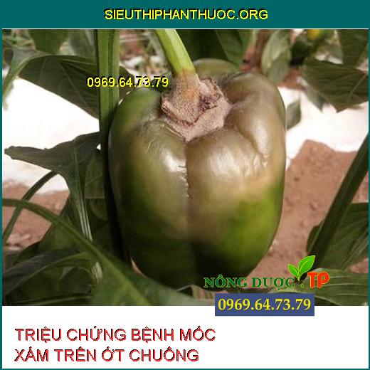 BỆNH MỐC XÁM