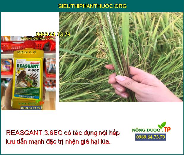 REASGANT 3.6EC có tác dụng nội hấp lưu dẫn mạnh đặc trị nhện gié hại lúa.
