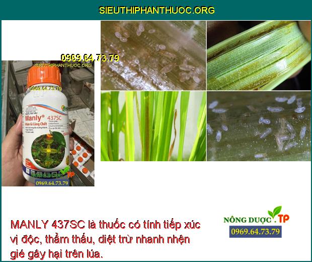 MANLY 437SC là thuốc có tính tiếp xúc vị độc, thẩm thấu, diệt trừ nhanh nhện gié gây hại trên lúa.