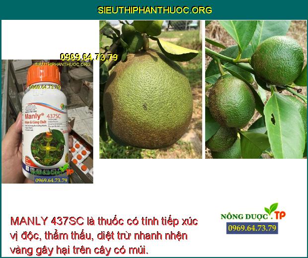 MANLY 437SC là thuốc có tính tiếp xúc vị độc, thẩm thấu, diệt trừ nhanh nhện vàng gây hại trên cây có múi.
