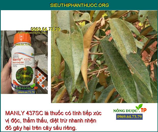 MANLY 437SC là thuốc có tính tiếp xúc vị độc, thẩm thấu, diệt trừ nhanh nhện đỏ gây hại trên cây sầu riêng. 