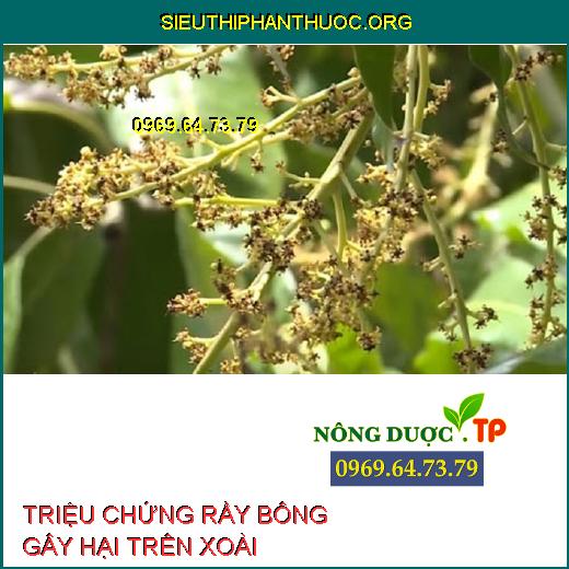 RẦY BÔNG HẠI XOÀI