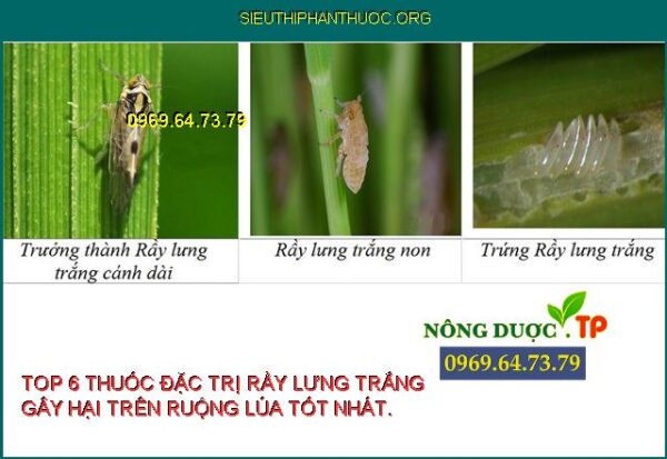 Rầy Lưng Trắng Gây Hại Trên Lúa Và Top 6 Thuốc Đặc Trị Tốt Nhất. - SIÊU ...