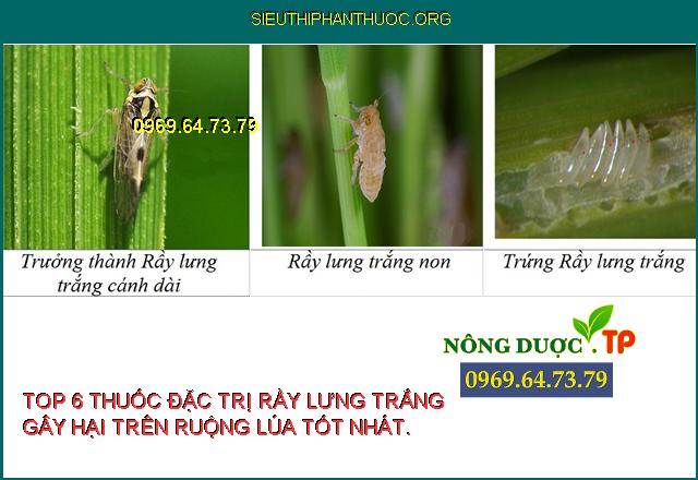 Rầy Lưng Trắng Gây Hại Trên Lúa Và Top 6 Thuốc Đặc Trị Tốt Nhất.