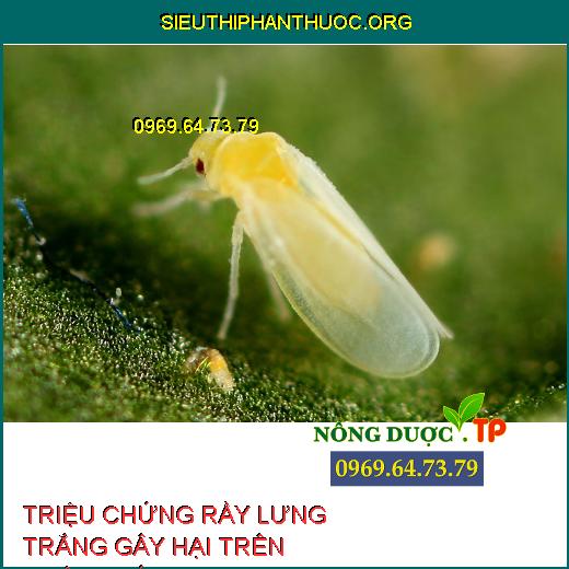 RẦY LƯNG TRẮNG HẠI LÚA