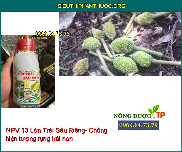 NPV 13 Lớn Trái Sầu Riêng- Lớn Trái- Chắc Ruột- Chống Sượng Trái- Lên Màu Trái Đẹp.