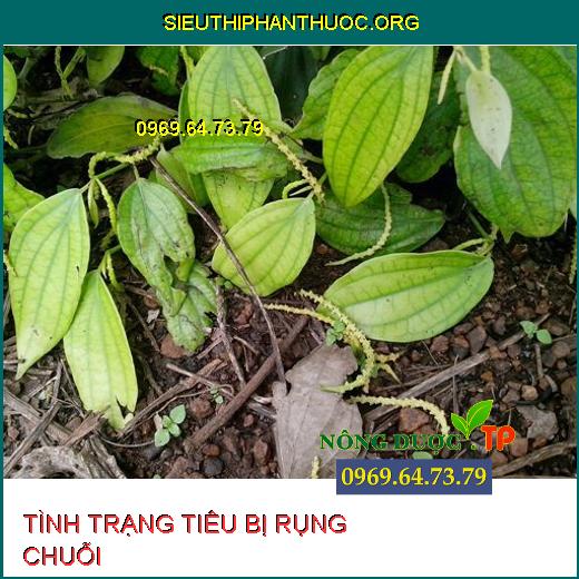 RỤNG CHUỖI TRÊN TIÊU