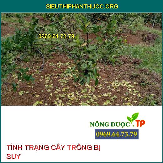 Tình trạng cây trồng bị suy.