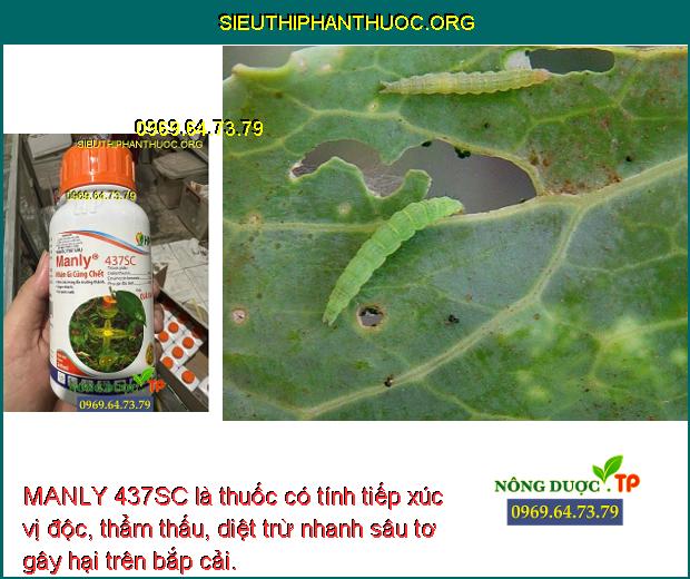 MANLY 437SC là thuốc có tính tiếp xúc vị độc, thẩm thấu, diệt trừ nhanh sâu tơ gây hại trên bắp cải.