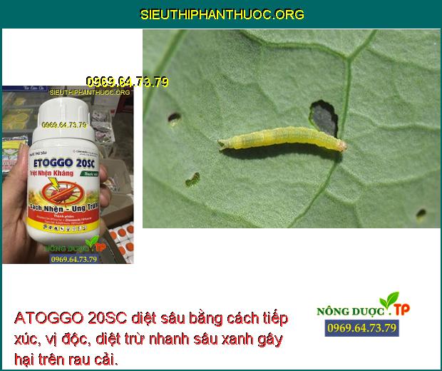 ATOGGO 20SC diệt sâu bằng cách tiếp xúc, vị độc, diệt trừ nhanh sâu xanh gây hại trên rau cải.