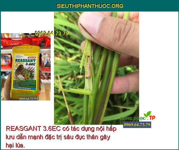 REASGANT 3.6EC có tác dụng nội hấp lưu dẫn mạnh đặc trị sâu đục thân gây hại lúa.