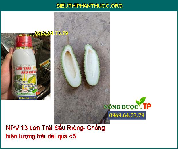 NPV 13 Lớn Trái Sầu Riêng- Lớn Trái- Chắc Ruột- Chống Sượng Trái- Lên Màu Trái Đẹp.