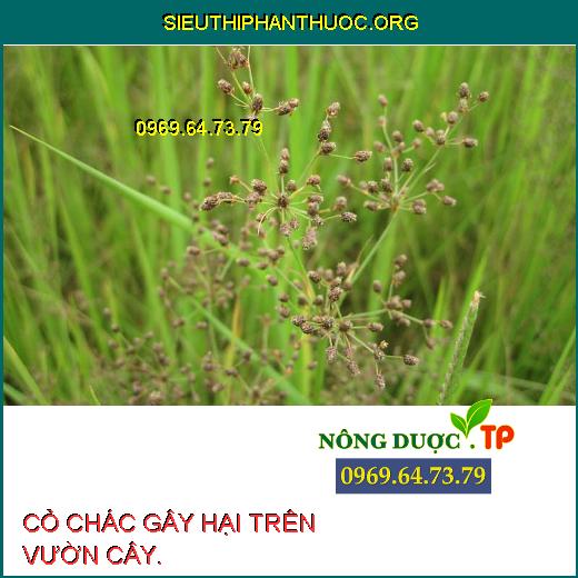 CỎ CHÁC GÂY HẠI