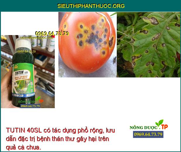 TUTIN 40SL có tác dụng phổ rộng, lưu dẫn đặc trị bệnh thán thư gây hại trên quả cà chua.