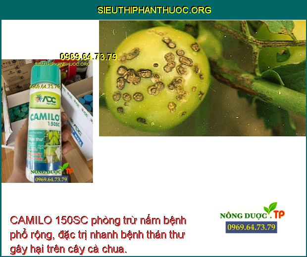 CAMILO 150SC phòng trừ nấm bệnh phổ rộng, đặc trị nhanh bệnh thán thư gây hại trên cây cà chua.