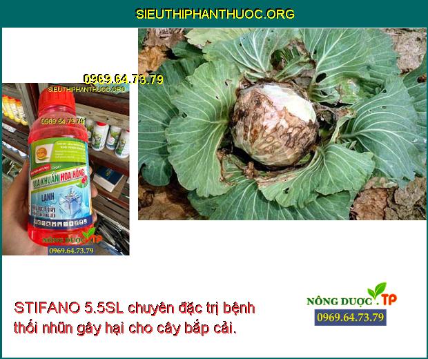 STIFANO 5.5SL chuyên đặc trị bệnh thối nhũn gây hại cho cây bắp cải.