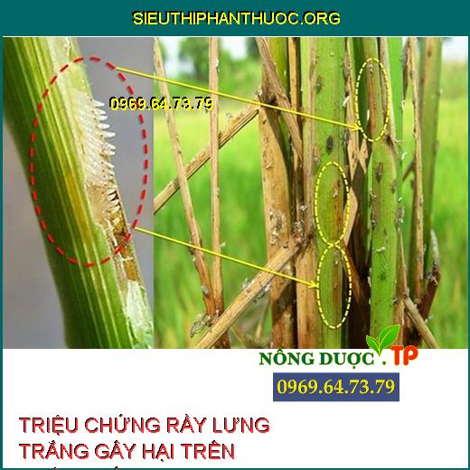 RẦY LƯNG TRẮNG HẠI LÚA