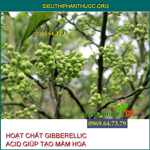 HOẠT CHẤT GIBBERELLIC ACID