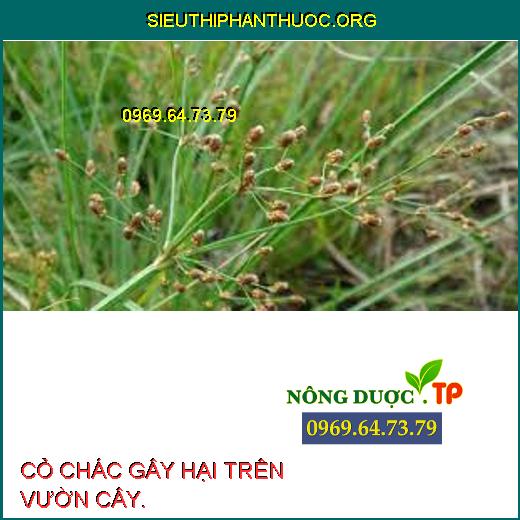 CỎ CHÁC GÂY HẠI