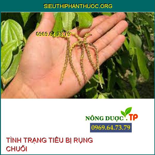 RỤNG CHUỖI TRÊN TIÊU