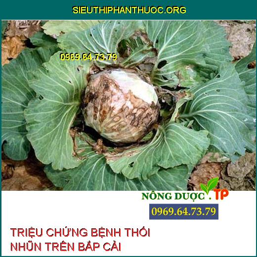 BỆNH THỐI NHŨN BẮP CẢI